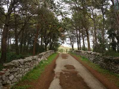 E� ora arrivato il momento di immergerci nel bosco. Scarpiniamo lungo un sentiero alberato delineato da due bassi muretti a secco...